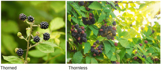 Thornless Blackberry Plants vs. Traditional Blackberry Plants