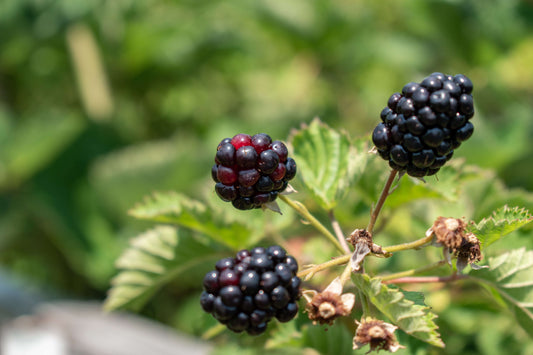 Why Gardeners Love Doyle’s Thornless Blackberry Plants