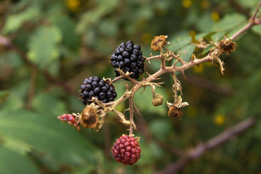 What Makes Online Wholesale Blackberry Plants a Smart Seasonal Investment?
