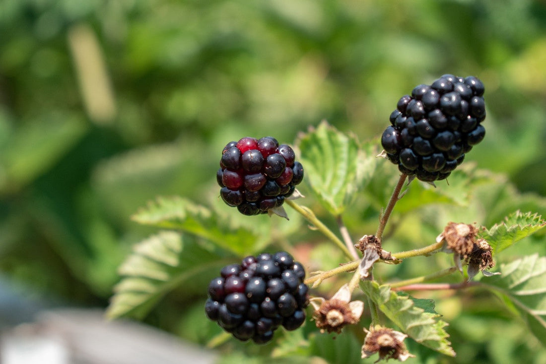 How to Keep Your Blackberry Plants Healthy and Free from Fruit Rot