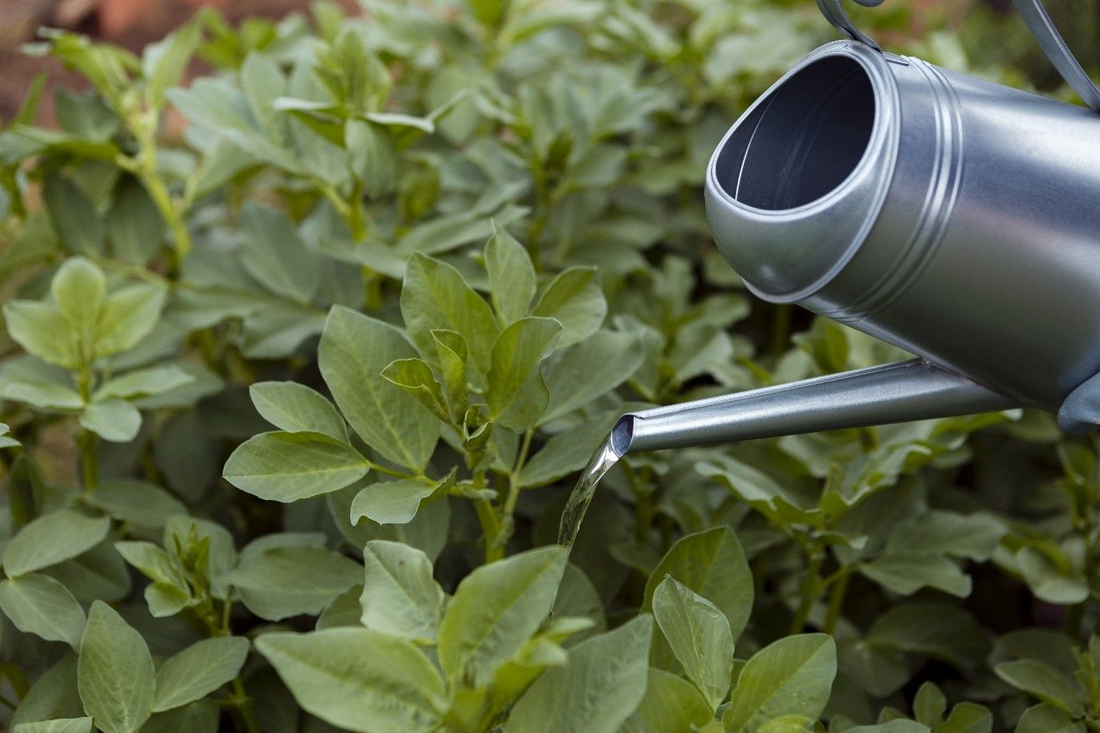 Is Fertilizer Concentrate Right for Your Garden?