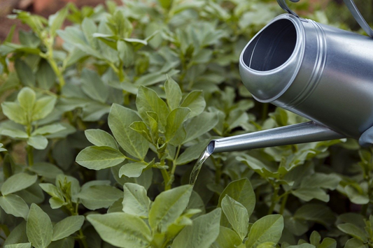 Is Fertilizer Concentrate Right for Your Garden?
