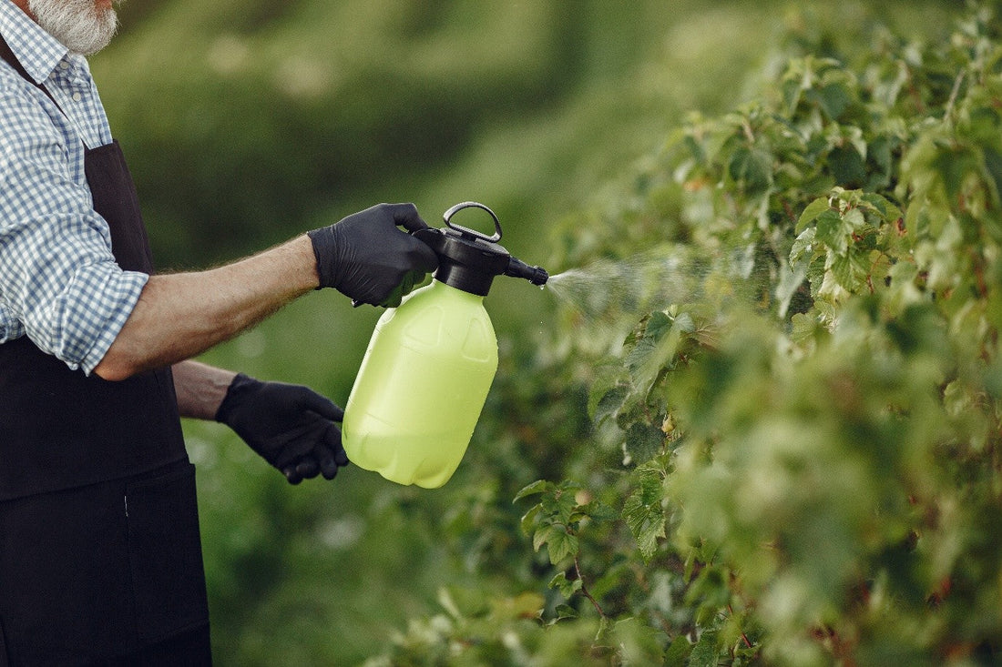 Signs Your Plants Need More Liquid Food