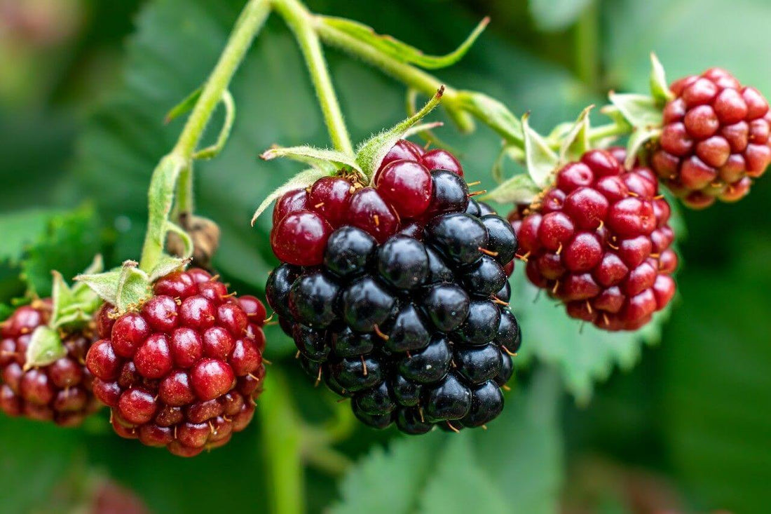 Top 5 Reasons to Choose Blackberry Fruit Plants