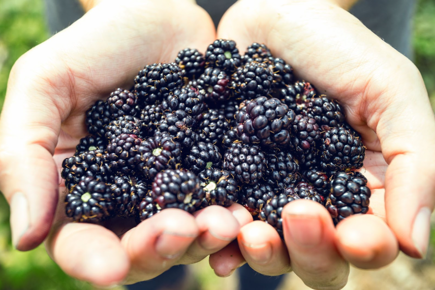 How to Grow Your Own Blackberries: 10 Frequently Asked Questions