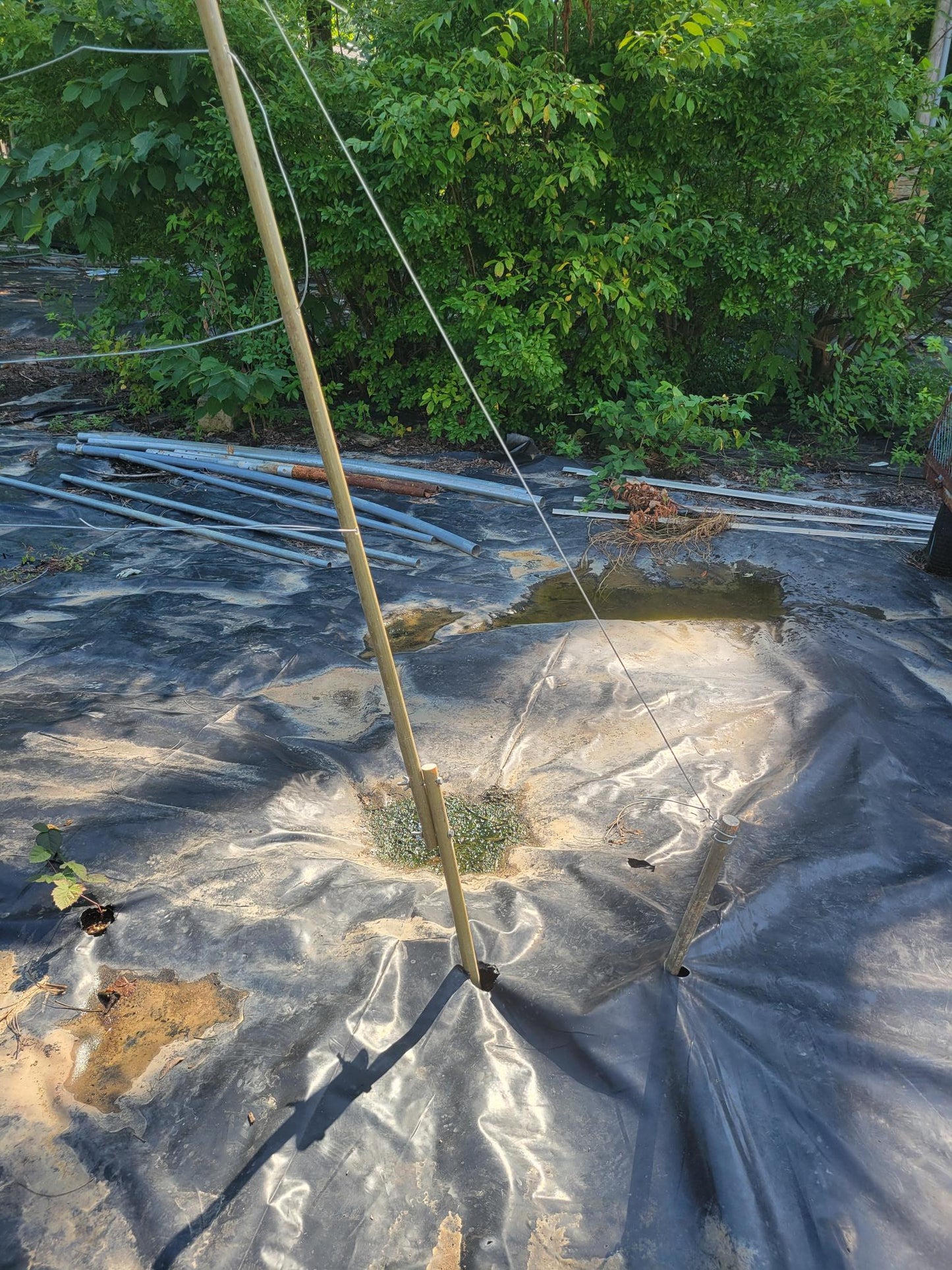 Doyle Trailing Blackberry Shift Trellises System