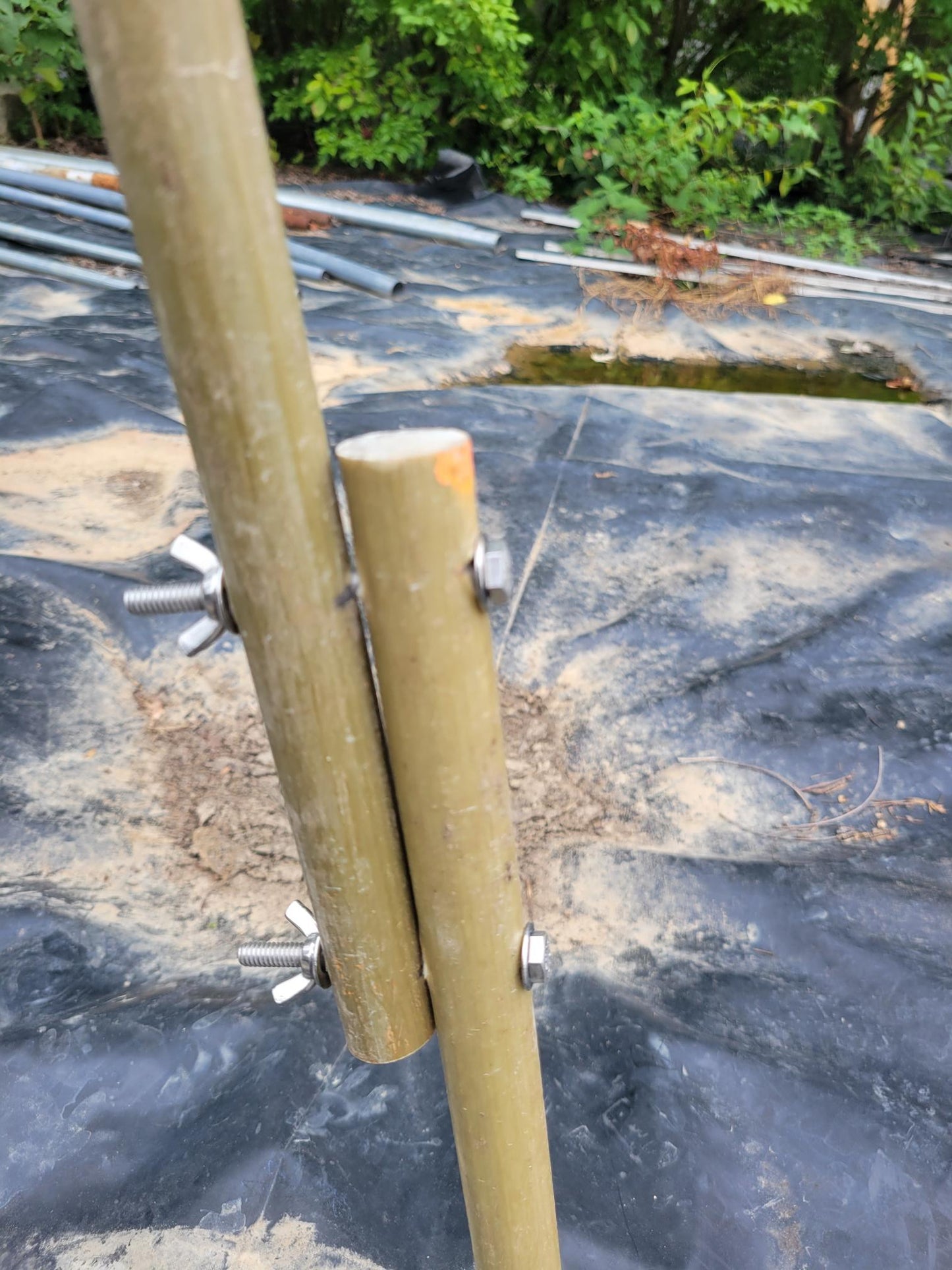 Doyle Trailing Blackberry Shift Trellises System