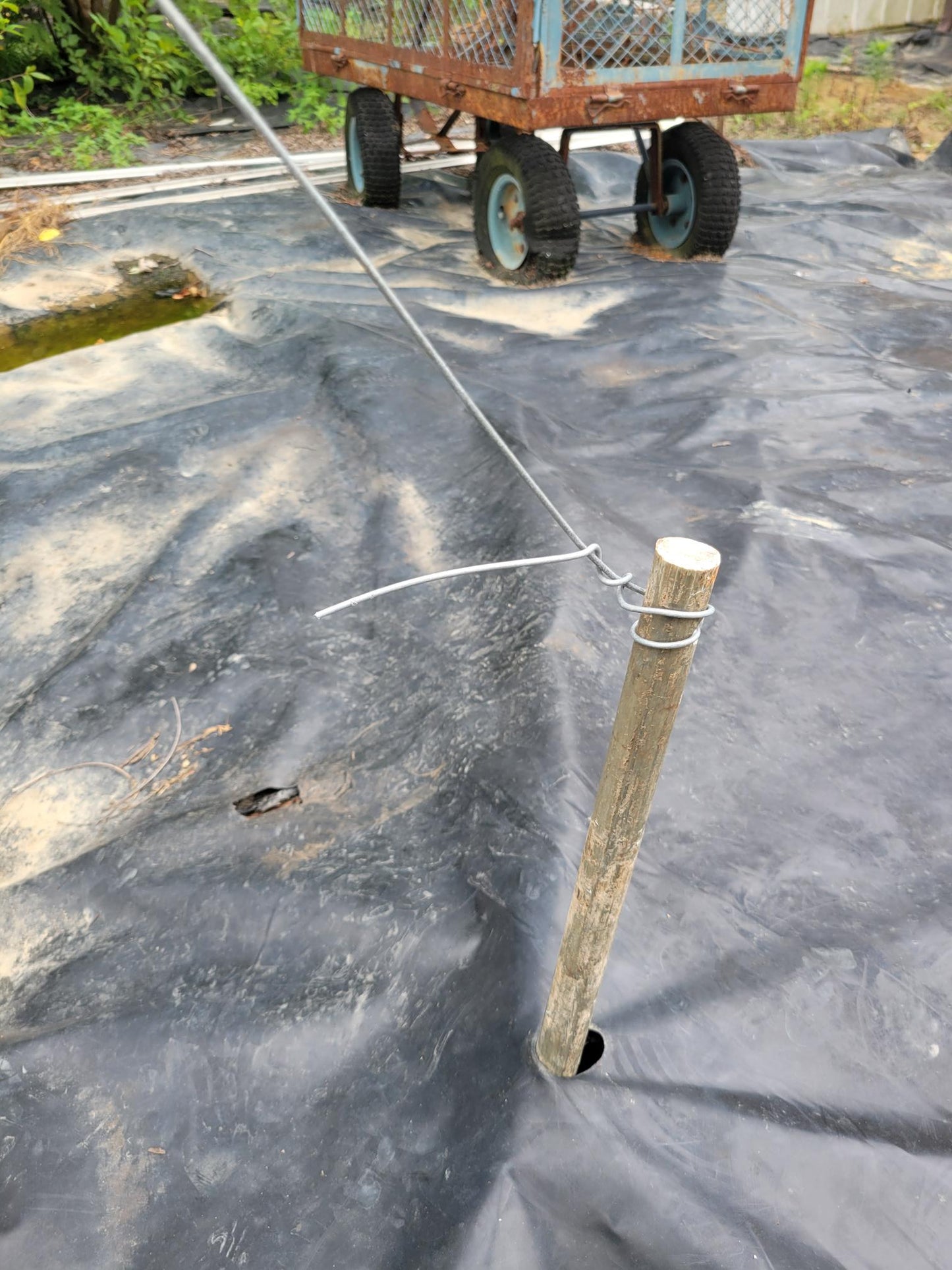 Doyle Trailing Blackberry Shift Trellises System