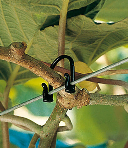 Black plant trellis hook securing a vine to a sturdy support branch in a garden.