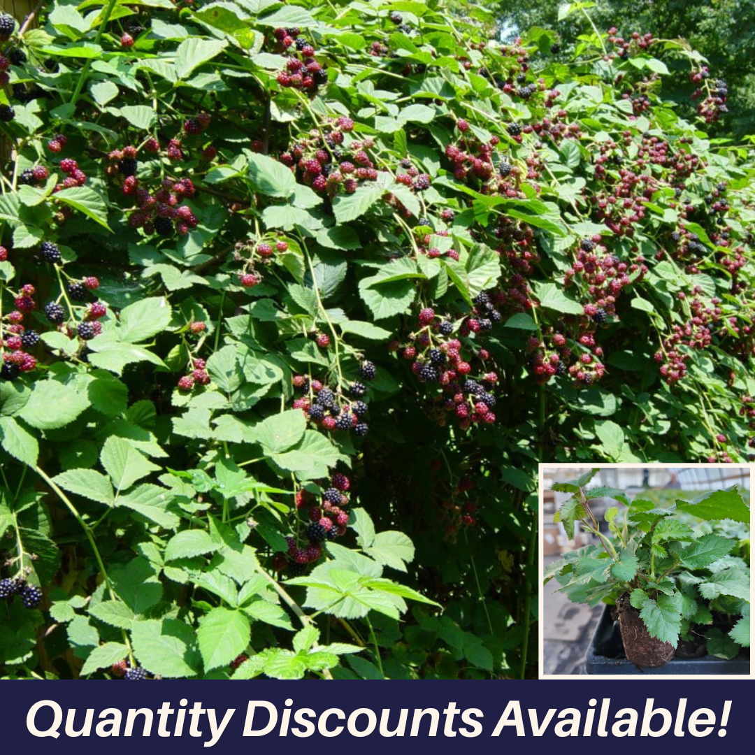 Doyle's Thornless Blackberry Plants