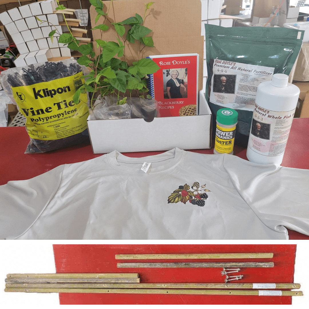 Doyles Thornless Blackberry Bundles With Trellis Kits Prime