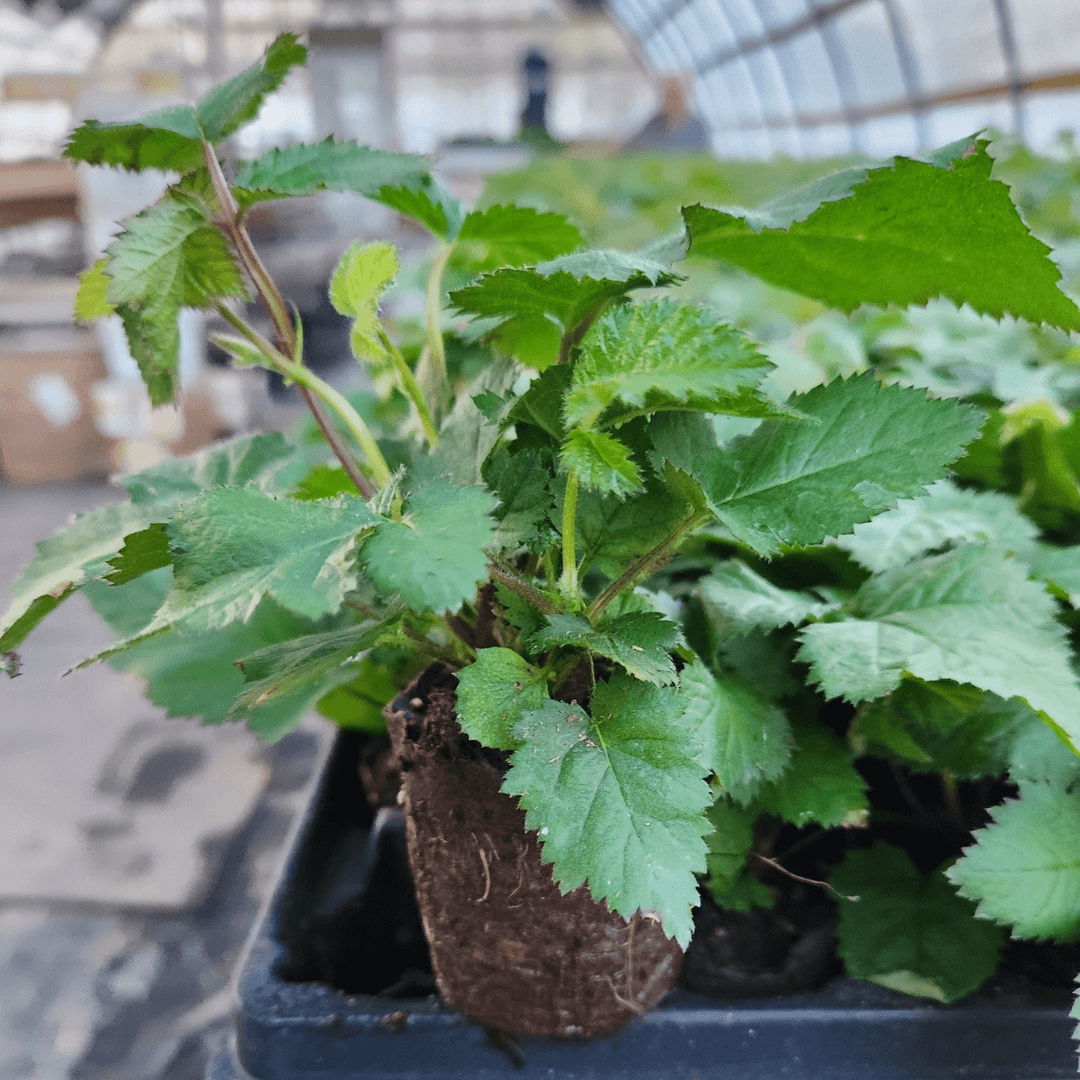 Close-up of Doyle's Thornless Blackberry plant in a greenhouse, ready for planting.