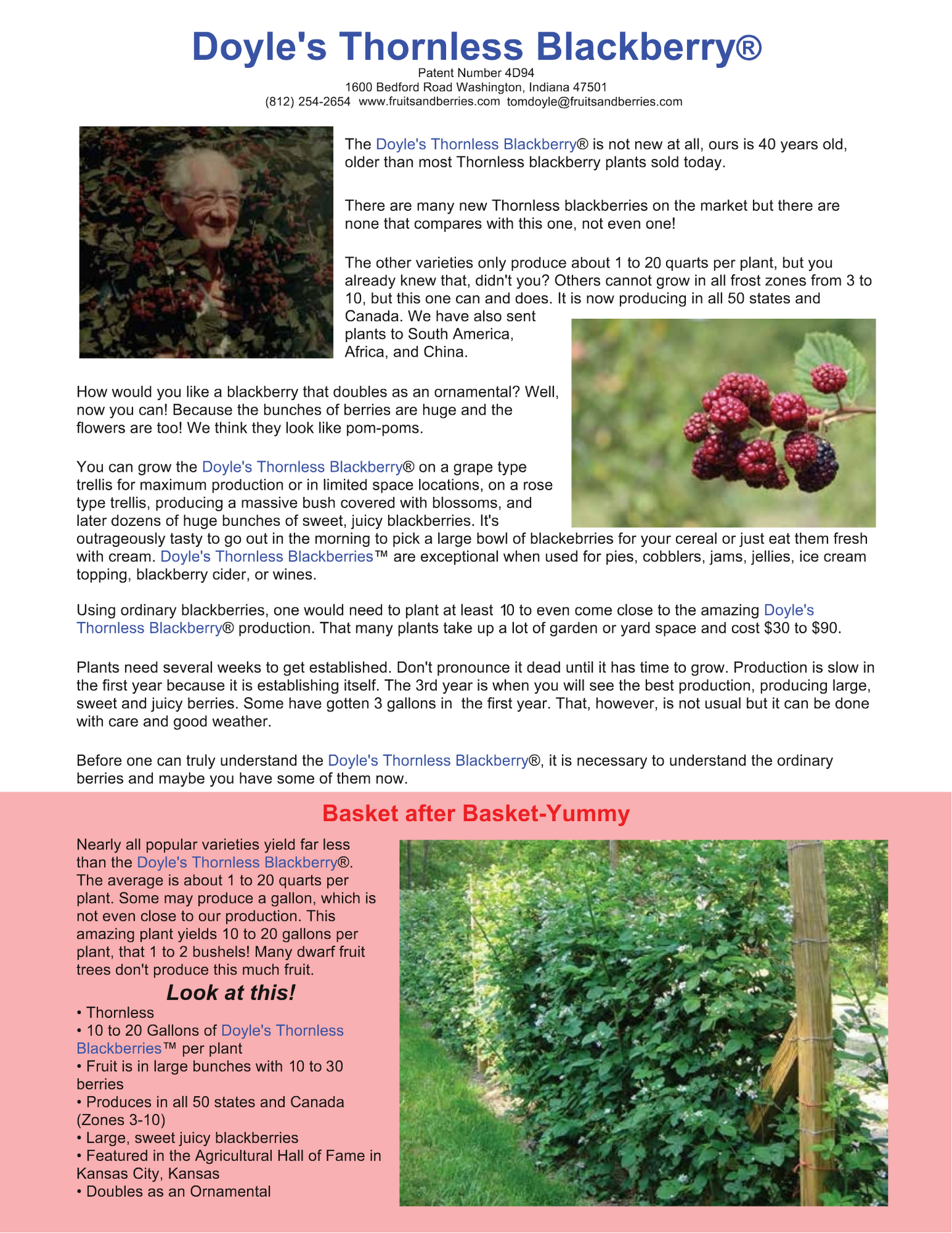 Doyle's Thornless Blackberry Plants