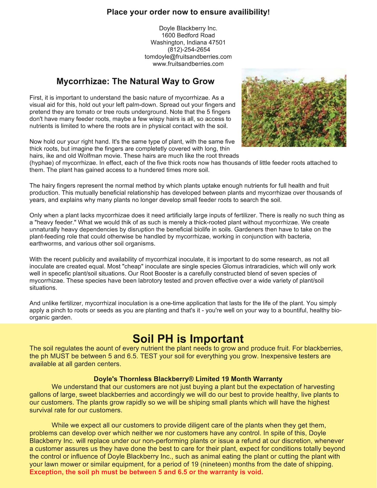 Doyle's Thornless Blackberry Plants