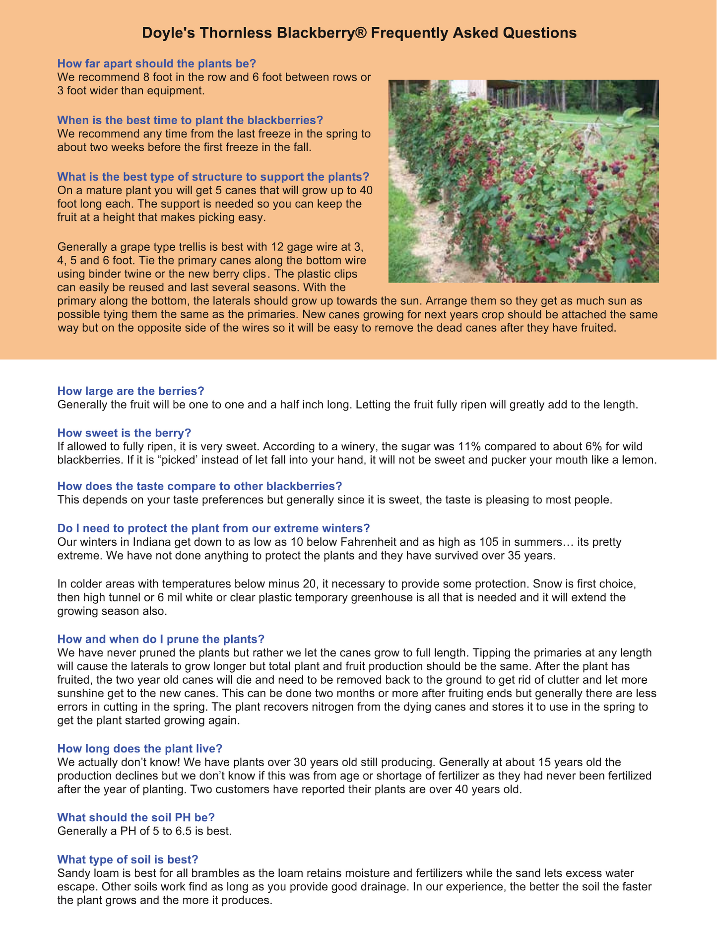 Doyle's Thornless Blackberry Plants