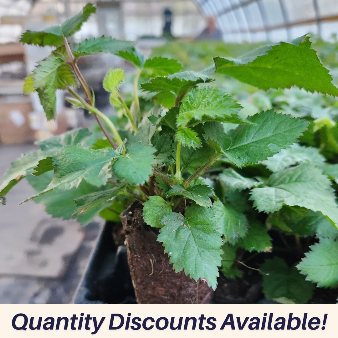 Doyle's Thornless Blackberry Plants