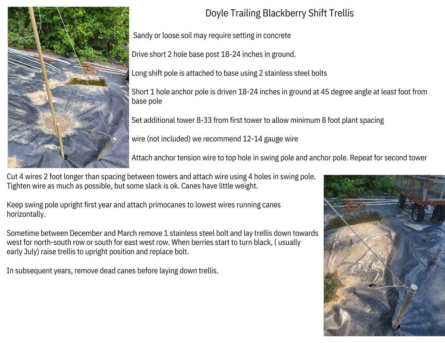 Doyle's Thornless Blackberry Bundles With Trellis Kits