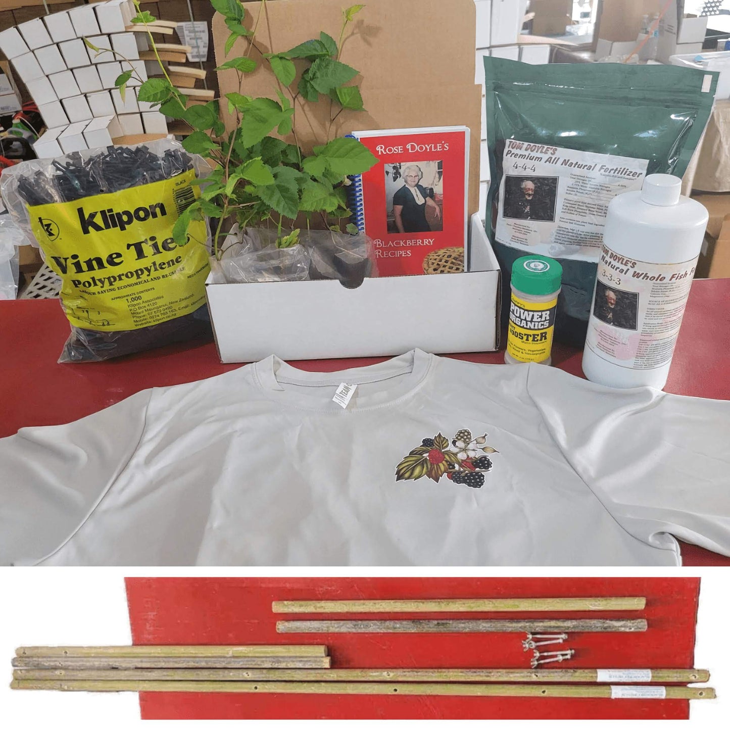 Doyle's Thornless Blackberry Bundles With Trellis Kits