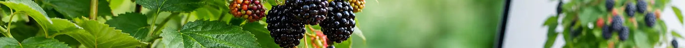 Where to Buy Thornless Blackberry Plants Online