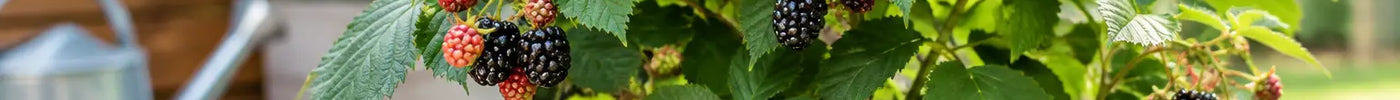 How to Grow Blackberry Plants in Pots at Home