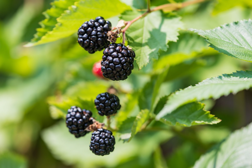 How to Protect Blackberry Plants in Extreme Weather