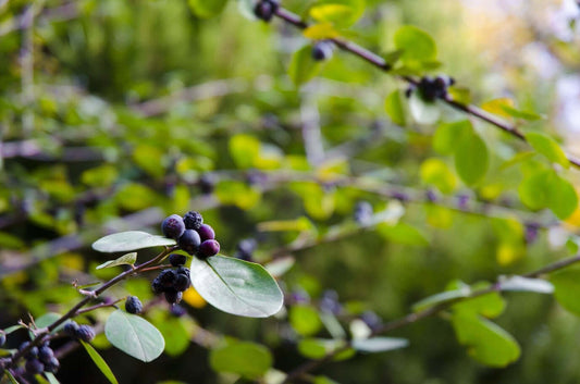 Essential Tips for Keeping Thornless Blackberries Healthy and Strong