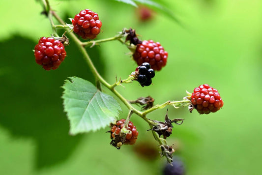 Are Thornless Blackberries Worth Planting? Absolutely