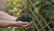 Best Fertilizer for Blackberry Bushes: Ultimate Guide