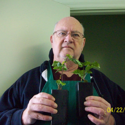 Doyle's Thornless Blackberry® Plants - High Yield Fruit Canes