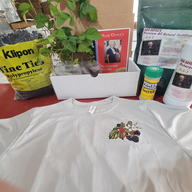 Blackberry Starter Plants