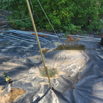 Doyle Trailing Blackberry Shift Trellis System