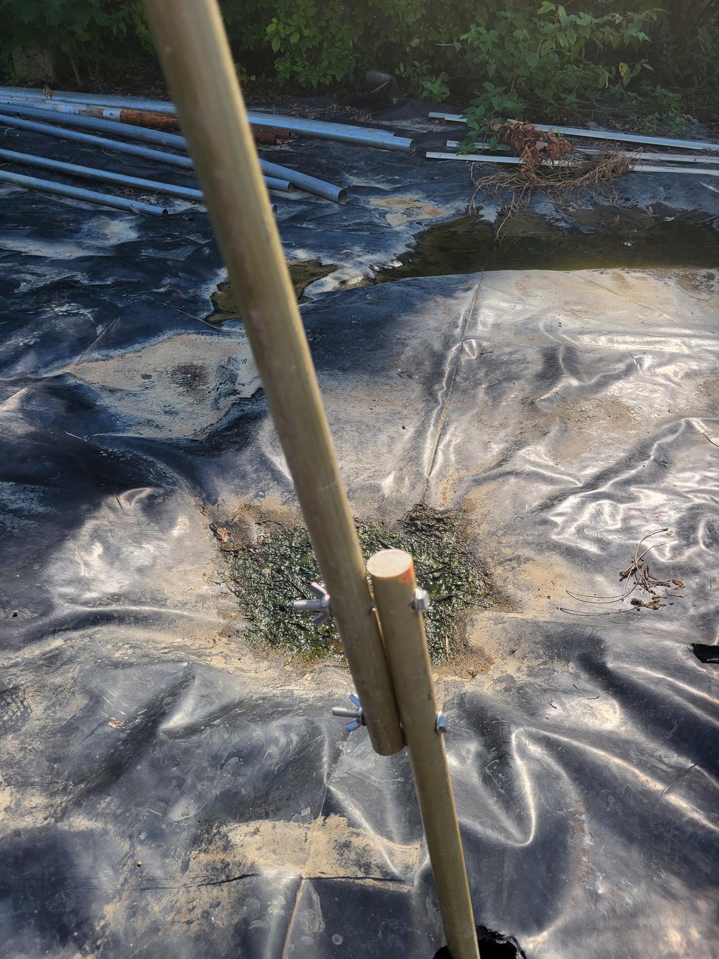 Doyle Trailing Blackberry Shift Trellises System