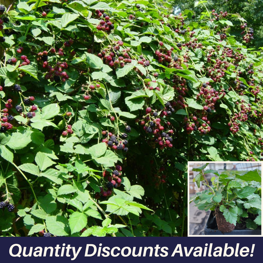 Doyle's Thornless Blackberry Plants