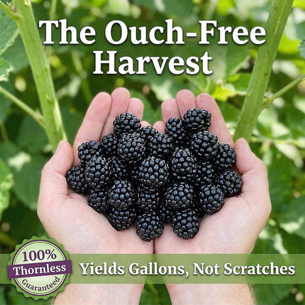 Trellis for Blackberry Plants