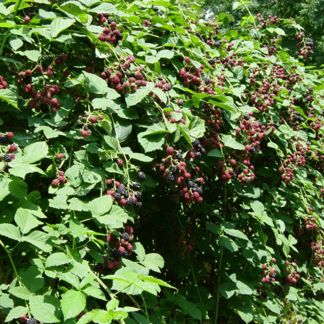 Vibrant blackberry plants with ripe berries and green leaves, perfect for gardening and family bundles.