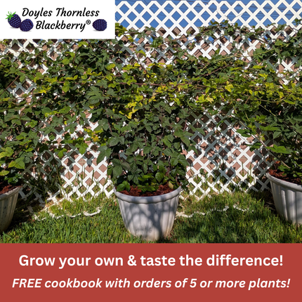 Doyle's Thornless Blackberry® Plants - High Yield Fruit Canes