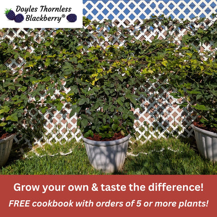 Doyle's Thornless Blackberry® Plants - High Yield Fruit Canes