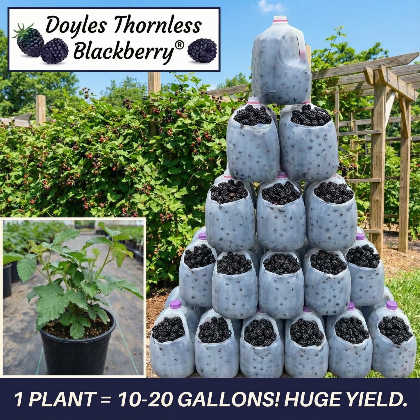 Doyle's Thornless Blackberry® Plants - High Yield Fruit Canes