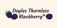 Fruits And Berries logo