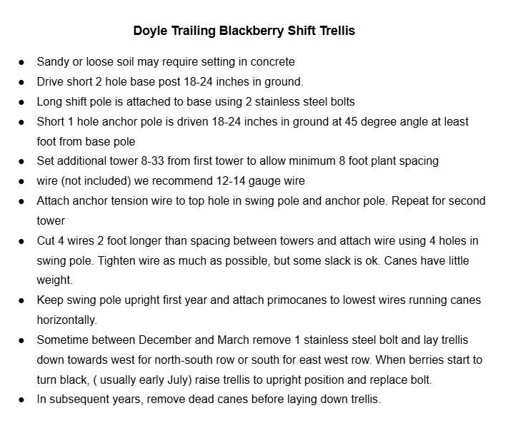 Doyles Thornless Blackberry Bundles With Trellis Kits Prime