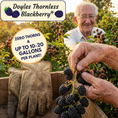 Collection image for: DOYLES THORNLESS BLACKBERRY PLANTS