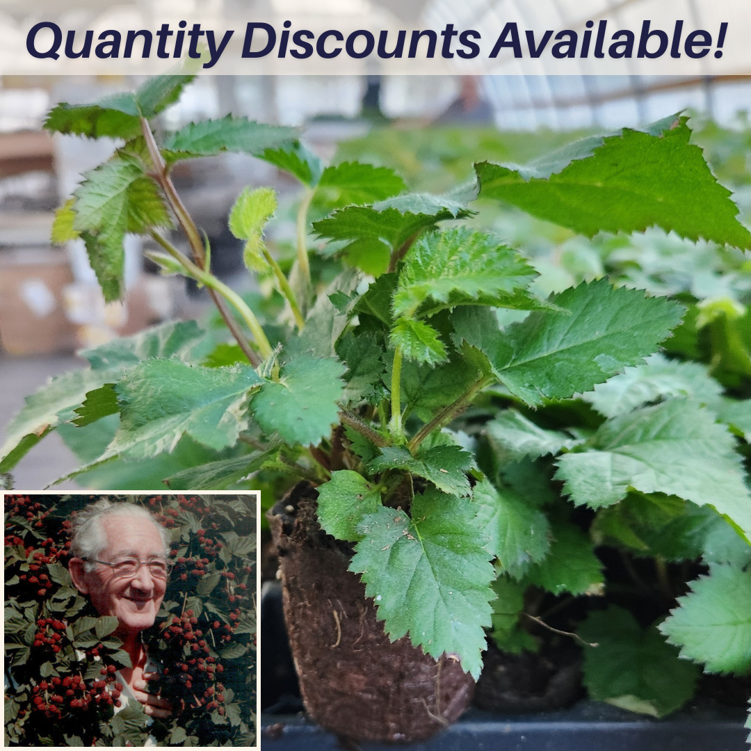 Doyle's Thornless Blackberry® Plants - High Yield Fruit Canes