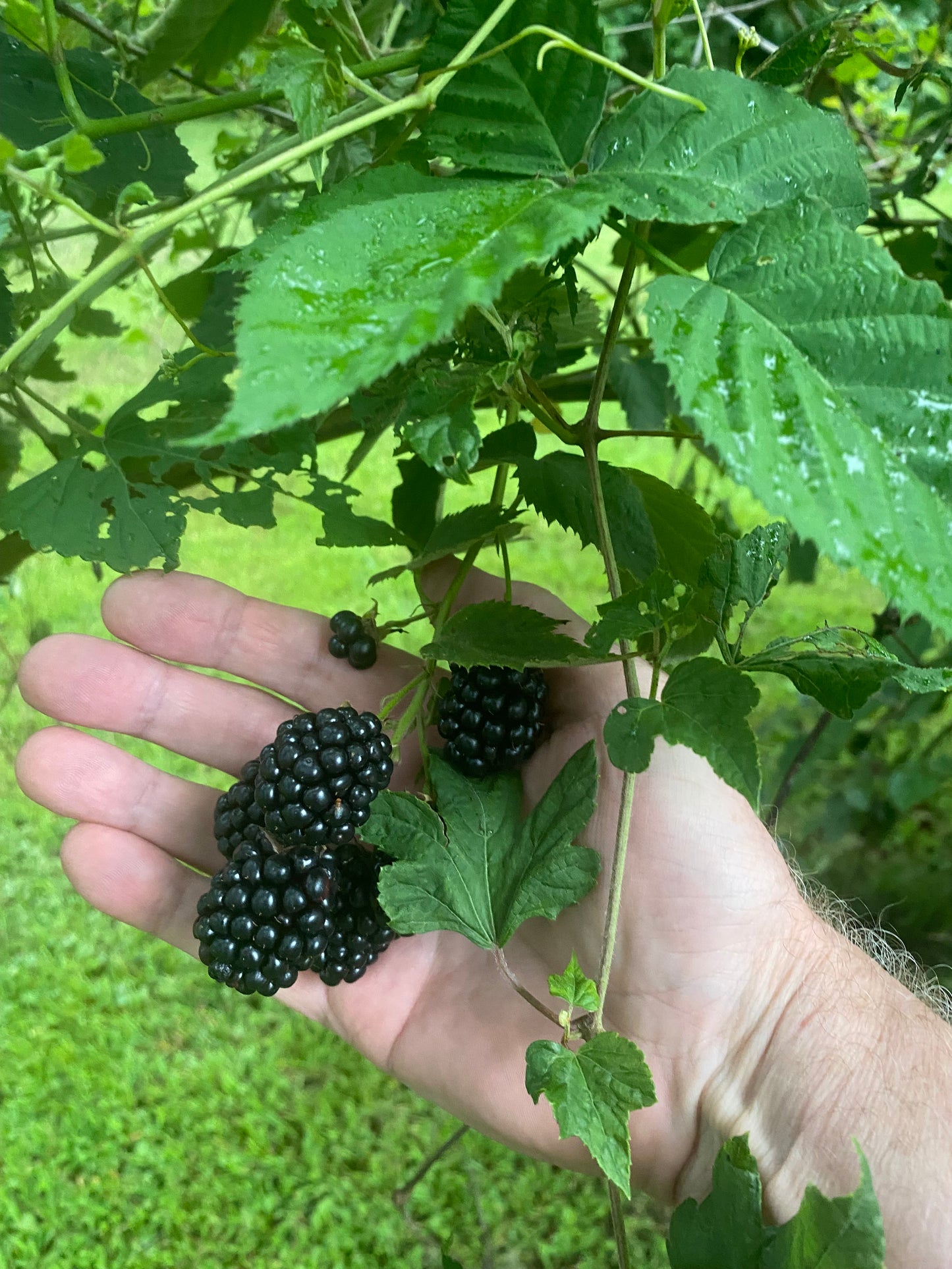 Doyle's Thornless Blackberry Plants