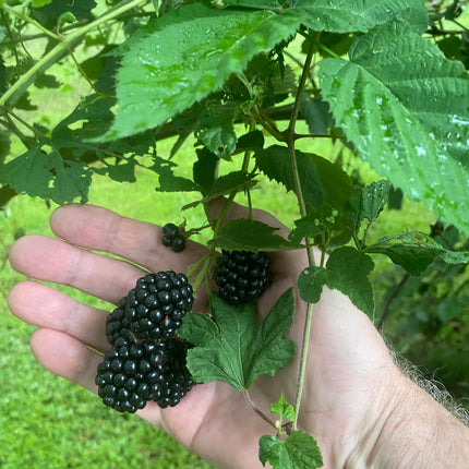 Doyle's Thornless Blackberry® Plants - High Yield Fruit Canes