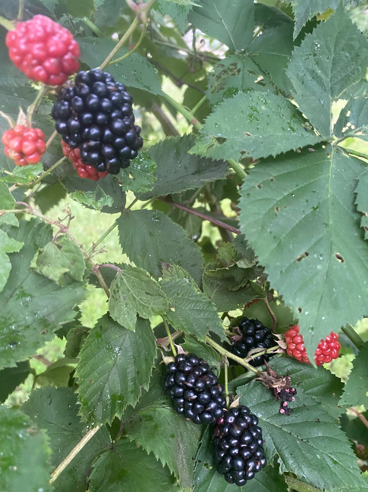 Doyle's Thornless Blackberry Plants