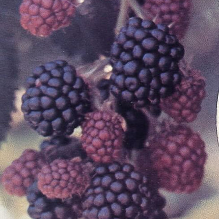 buy blackberry plant