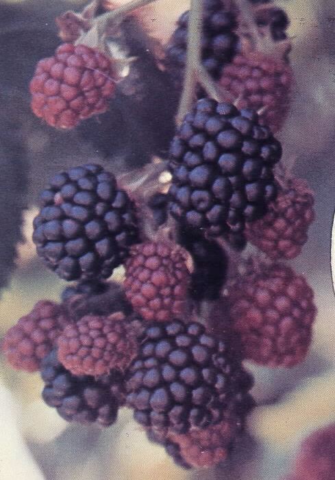 Doyle's Thornless Blackberry® Plants - High Yield Fruit Canes