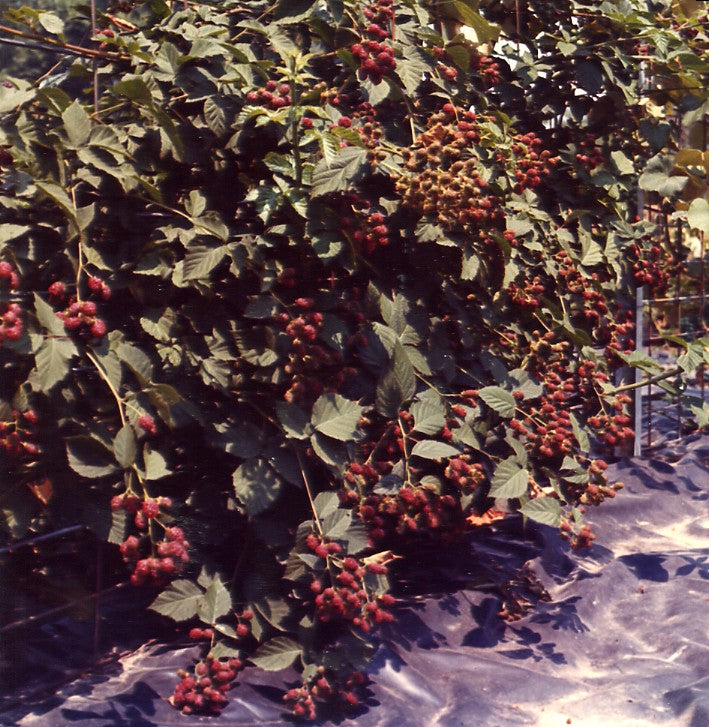Doyle's Thornless Blackberry® Plants - High Yield Fruit Canes