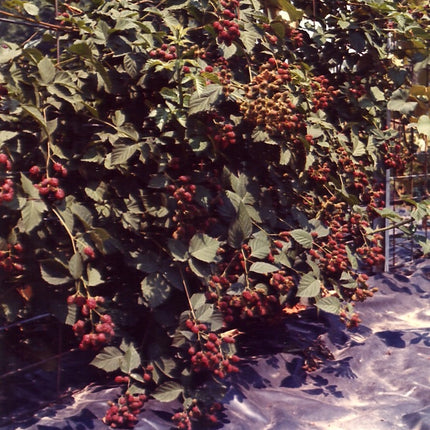 Doyle's Thornless Blackberry® Plants - High Yield Fruit Canes