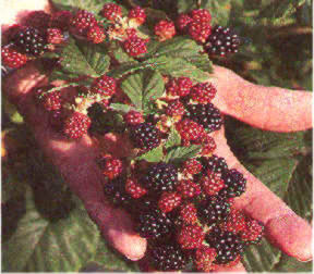 Doyle's Thornless Blackberry® Plants - High Yield Fruit Canes